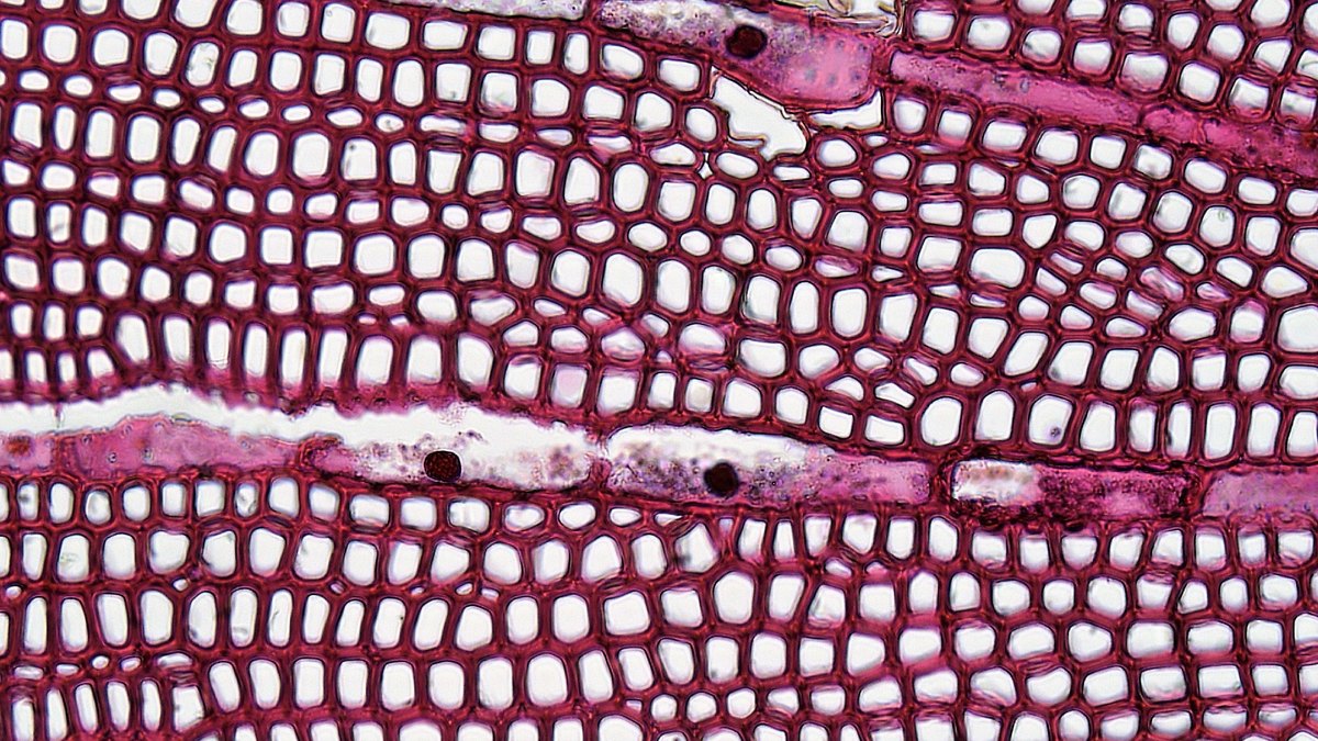 Cultured stem cells imaged under the microscope, the kind of progenitor cells including those from dental pulp that regenerative dentistry seeks to turn into new dental tissue — a Panacea Bio Chem reference by Bogdan Dicoias